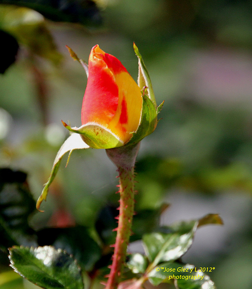 Việt Nam – Miền đất của hoa và tình yêu